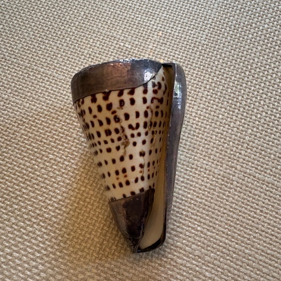 Decorative Cone Shell - Picture 3 of 5